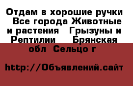 Отдам в хорошие ручки - Все города Животные и растения » Грызуны и Рептилии   . Брянская обл.,Сельцо г.